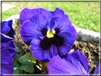foto Fiori